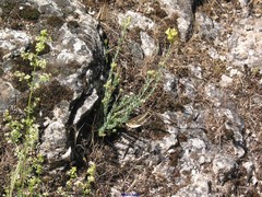 Linaria saxatilis