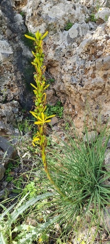 Jacob's Rod (Asphodeline liburnica)