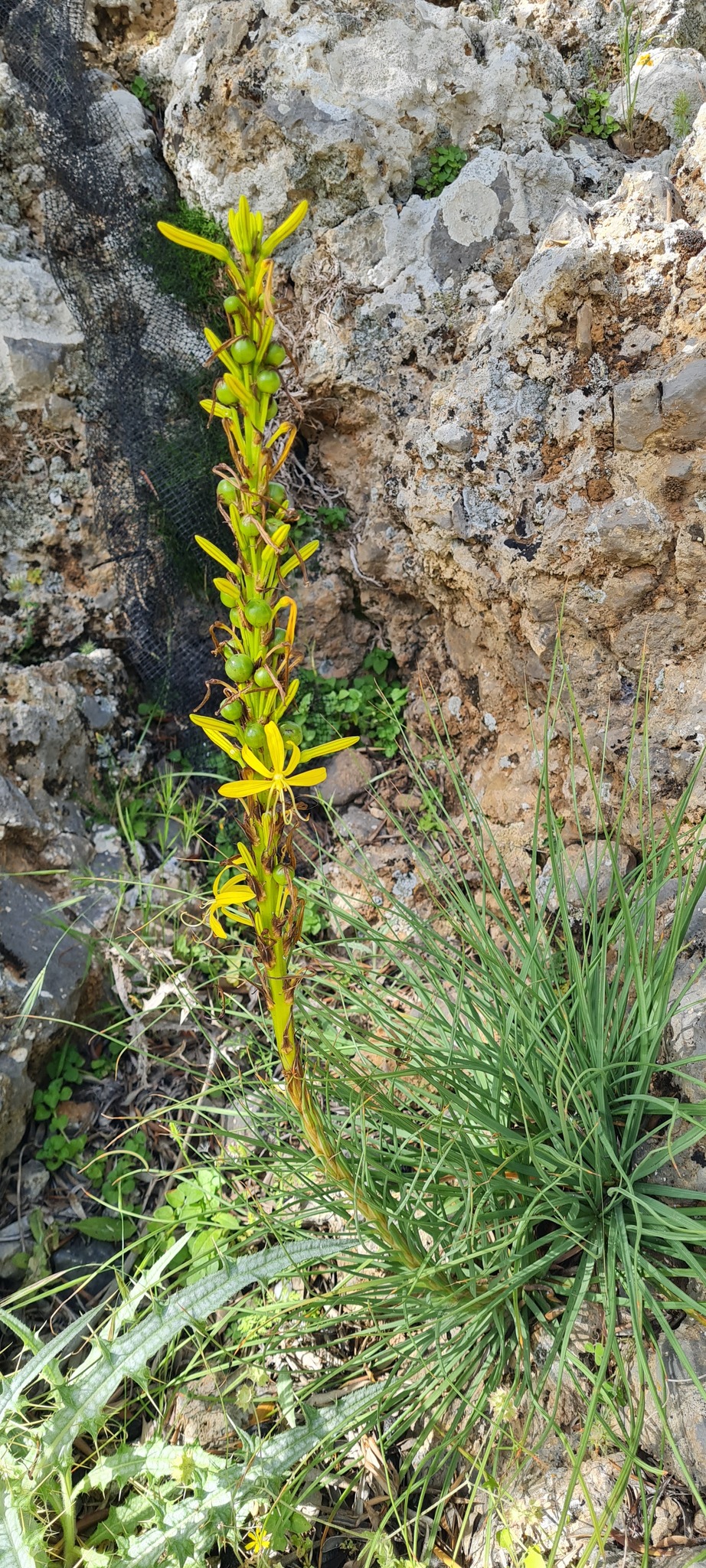 Jacob's Rod (Asphodeline liburnica)