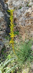 Asphodeline liburnica