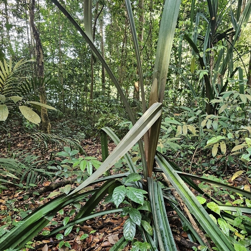 Pandanus houlletii observed 2025-09-28