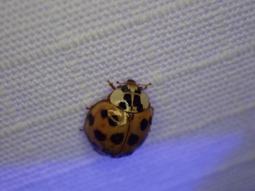 Asian Lady Beetle