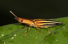 Semiotus furcatus