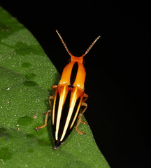 Semiotus furcatus