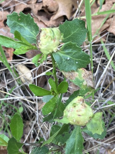 Unknown species found near Sonoma County, CA, USA