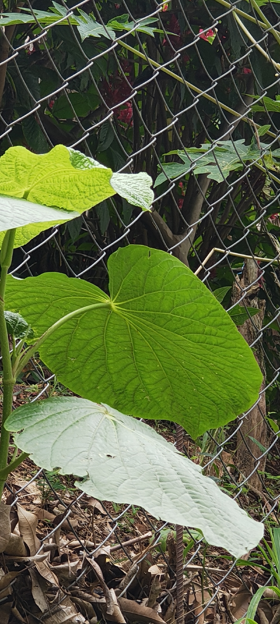 Piper umbellatum