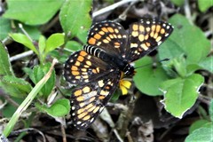 Chlosyne definita
