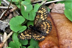Chlosyne definita