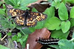 Chlosyne definita