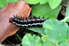 Chlosyne definita