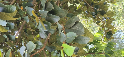Foto de figueira