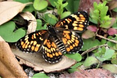 Chlosyne definita