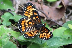 Chlosyne definita