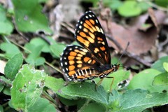 Chlosyne definita