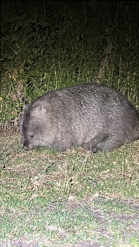 Common wombat