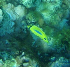 Chaetodon plebeius