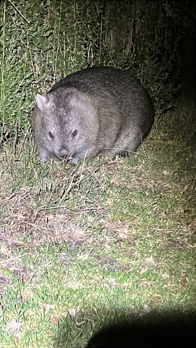 Common wombat