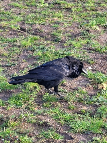 Common Raven