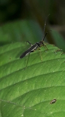 Garganus gracilentus