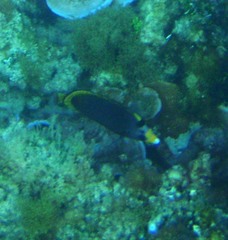 Chaetodon flavirostris