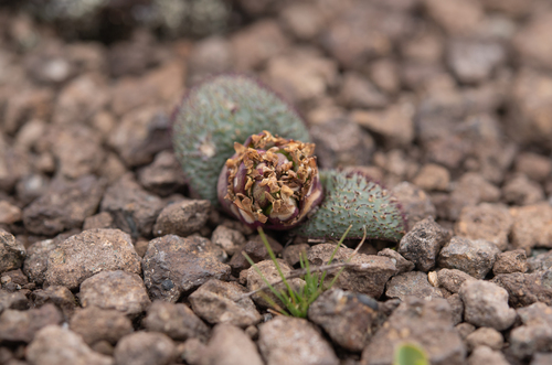 Alpine Hedgehog Lily (Massonia wittebergensis)