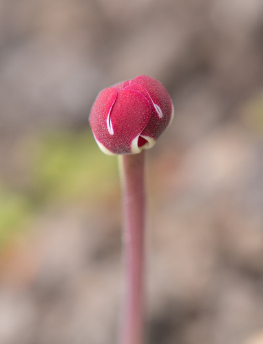 Cushion Drumsticks (Zaluzianskya pulvinata)