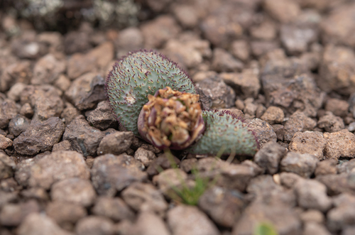 Massonia wittebergensis