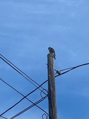 Cooper's Hawk