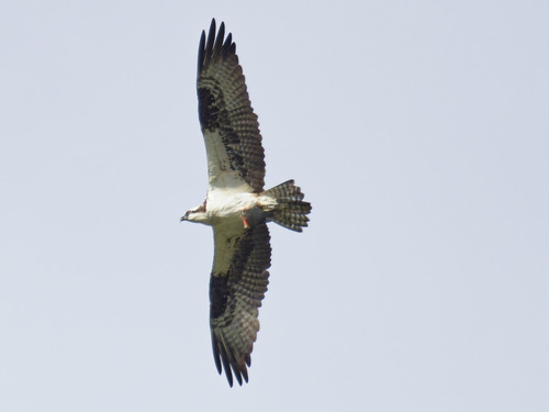 Osprey