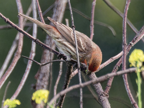 House Finch