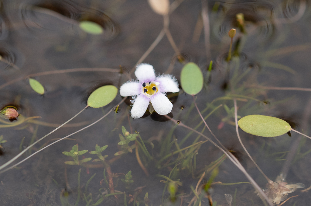 Limosella inflata (Limosella inflata)