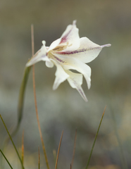 Gladiolus longicollis, photograph (c) Morten Ross, some rights reserved (CC BY)