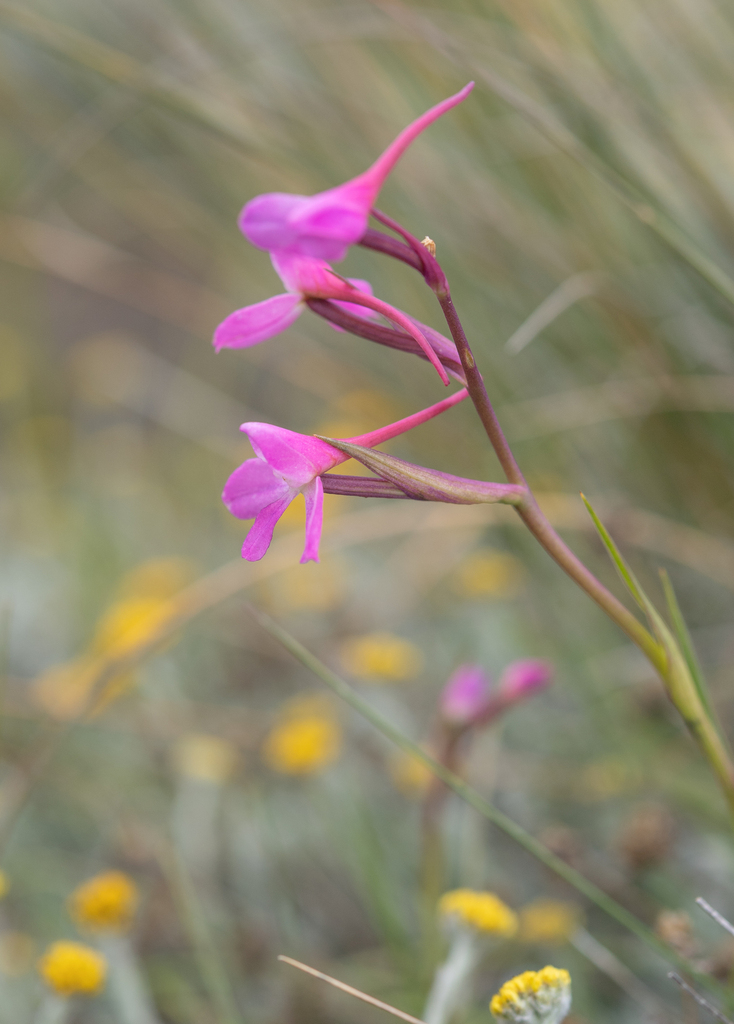 Disa oreophila