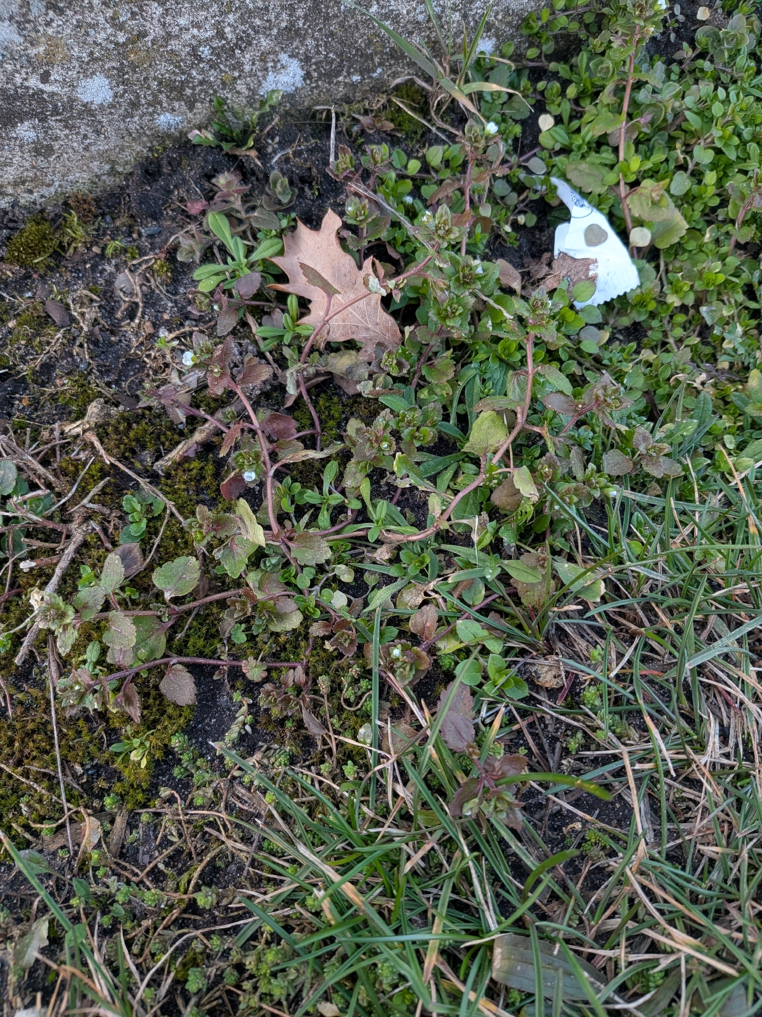 Imagem de Verônica do-campo