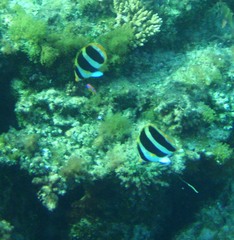 Chaetodon tricinctus