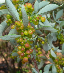 Searsia zeyheri