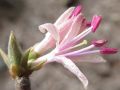 Lonicera praeflorens