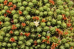 Kelleria croizatii