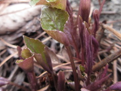 Viola collina