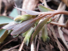 Corydalis ambigua