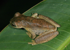 Ptychohyla hypomykter