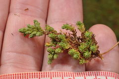 Kelleria croizatii