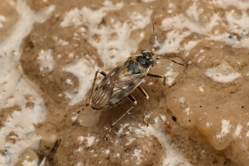Saratoga Shore Bug
