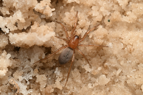Saltonia incerta