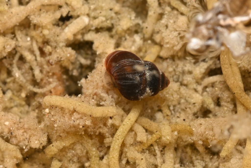 Badwater Snail