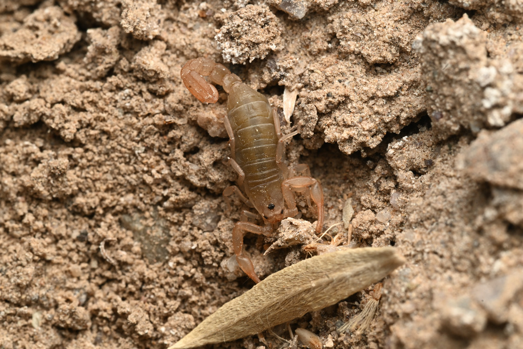 Serradigitus gramenestris