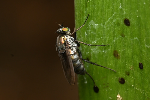 Tachytrechus canacolli