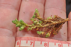 Kelleria croizatii