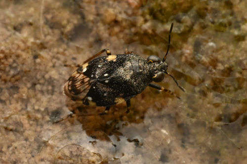 Micracanthia quadrimaculata