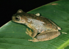 Ptychohyla hypomykter